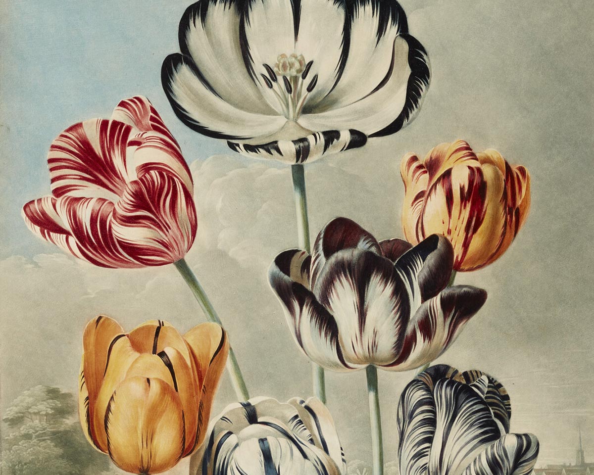 Image from The Temple of Flora