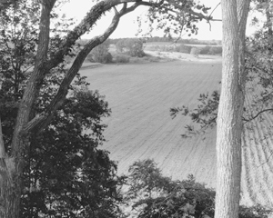 Image from Judy Pfaff & Gregory Conniff: Camera and Ink