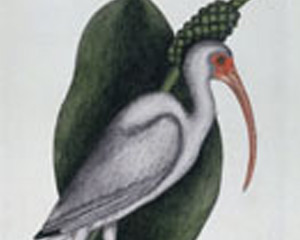 Image from Paper Trail: Prints from the Chipstone Collection