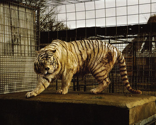 Image from Taryn Simon: Photographs and Texts